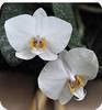 Phal. Manniphil